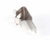DELFIELD PARTS 3234782 - SKU DEL3234782