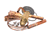 MASTER-BILT PARTS 09-09124 - SKU MB09-09124